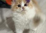 Romeo - Ragdoll Kitten For Sale - Oklahoma City&comma; OK&comma; US