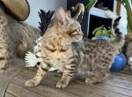 Bengal boy thosi - Bengal Kitten For Sale - Crown Point&comma; IN&comma; US