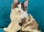 Meowzi - Maine Coon Kitten For Sale - Chicago&comma; IL&comma; US