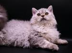 Sir richy - Selkirk Rex Kitten For Sale - Iva&comma; SC&comma; US