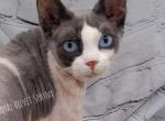 JC blue eyed blue tuxedo boy - Sphynx Cat For Sale - Pittsburgh&comma; PA&comma; US