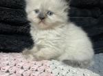 Tessa - Munchkin Kitten For Sale - West Branch&comma; MI&comma; US
