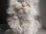 Nala - Scottish Straight Kitten For Sale - Buffalo Grove&comma; IL&comma; US