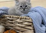 Ragdoll Kittens - Ragdoll Kitten For Sale - Hutchinson&comma; MN&comma; US