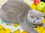 Barbara - Scottish Fold Kitten For Sale - Hollywood&comma; FL&comma; US