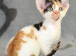 Chanel - Devon Rex Kitten For Sale - Norwalk&comma; CT&comma; US