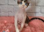 Luky - Devon Rex Cat For Sale - Norwalk&comma; CT&comma; US