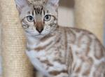 Daniela - Bengal Cat For Sale - Norwalk&comma; CT&comma; US