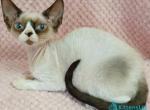 Idgie - Devon Rex Kitten For Sale - Norwalk&comma; CT&comma; US