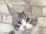 Marfa - Maine Coon Cat For Sale - Brighton&comma; CO&comma; US