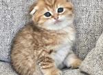 Scottish fold male - Scottish Fold Kitten For Sale - Helotes&comma; TX&comma; US