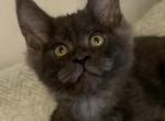 black smoke color - Maine Coon Kitten For Sale - Lanoka Harbor&comma; NJ&comma; US