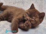 Karmina - British Shorthair Kitten For Sale - Norwalk&comma; CT&comma; US