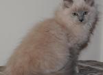 Nora Cherubim Ragdoll - Ragdoll Kitten For Sale - Shippensburg&comma; PA&comma; US