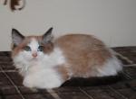 Natalie - Ragdoll Kitten For Sale - Shippensburg&comma; PA&comma; US