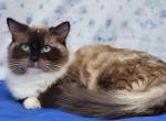 Emmie Retired Ragdoll - Ragdoll Cat For Sale - Poplar Grove&comma; IL&comma; US