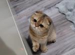 Dahlia - Scottish Fold Cat For Sale - Cleveland&comma; OH&comma; US
