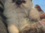 Chocolate litter - Persian Kitten For Sale - Old Town&comma; FL&comma; US