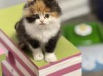 Shalimar and Gus Minuet Litter - Minuet Kitten For Sale - Iron Station&comma; NC&comma; US