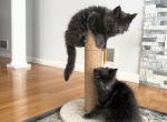 Stella - Maine Coon Kitten For Sale - Palmer&comma; MA&comma; US