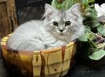 Livvys Silver Ragamuffin male - Ragamuffin Cat For Sale - Salem&comma; OR&comma; US