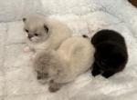 MUNCHKIN KITTENS - Munchkin Kitten For Sale - Brookings, OR, US