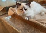 COCO PUFF - Ragdoll Kitten For Sale - Brookings, OR, US