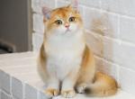 Dilan Shantaren Shakh - British Shorthair Cat For Sale - CA&comma; US
