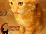 Sweet Orange tabby boy - Maine Coon Kitten For Sale - Canyon Lake&comma; CA&comma; US