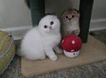 Runa - Scottish Fold Kitten For Sale - Levittown&comma; PA&comma; US