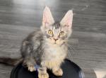 Benny - Maine Coon Kitten For Sale - Hollywood&comma; FL&comma; US