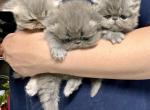 Gala Giogia Ginger - Persian Kitten For Sale - Houston&comma; TX&comma; US