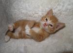 Princess kitties - Domestic Kitten For Sale - New Holland&comma; PA&comma; US
