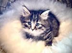 Winnie Winifred from Hocus Pocus litter - Siberian Kitten For Sale - Belchertown&comma; MA&comma; US