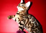 Archi - Bengal Kitten For Sale - Norwalk&comma; CT&comma; US