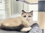 Miss Paris - Ragdoll Kitten For Sale - Mount Joy&comma; PA&comma; US