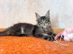 Zelda kitten Maine Coone - Maine Coon Kitten For Sale - Los Angeles&comma; CA&comma; US