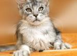 York kitten Maine coone boy - Maine Coon Kitten For Sale - Los Angeles&comma; CA&comma; US