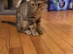 Frankly - Bengal Kitten For Sale - 