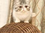 Max - Exotic Kitten For Sale - Millstone Township&comma; NJ&comma; US