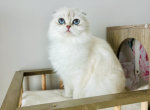 Scottish fold longhair - Scottish Fold Cat For Sale - Ontario&comma; NY&comma; US