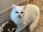 SNOW WHITE - Ragdoll Cat For Sale/Service - Brookings, OR, US