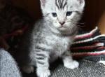 Santas Christmas Bengals - Bengal Kitten For Sale - AR&comma; US
