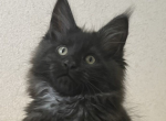 Sergio - Maine Coon Kitten For Sale - Brighton&comma; CO&comma; US