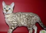 Bruno&lowbar; - Bengal Kitten For Sale - Norwalk&comma; CT&comma; US
