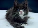 Xiao - Maine Coon Kitten For Sale - Miami&comma; FL&comma; US