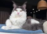 Xagon - Maine Coon Kitten For Sale - Miami&comma; FL&comma; US