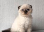Hunter - Scottish Fold Kitten For Sale - Hollywood&comma; FL&comma; US