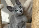 Xiomar - Russian Blue Kitten For Sale - Hollywood&comma; FL&comma; US