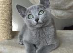 Whitney - Russian Blue Kitten For Sale - Hollywood&comma; FL&comma; US